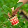 Cauliflower – Self-Blanche – 4″ Pot